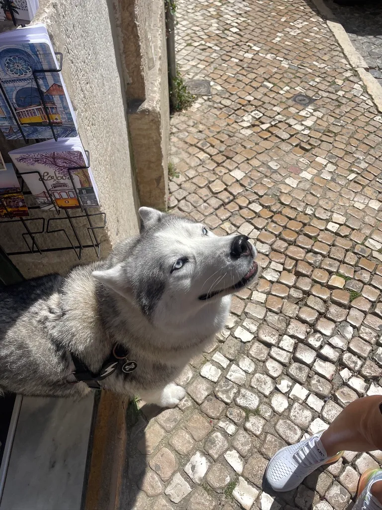 pretty dogs