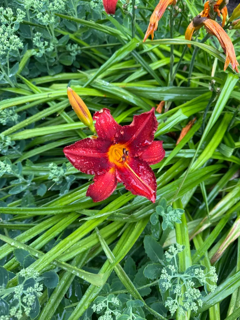 TANGLED but red